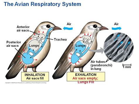 Parakeet respiratory system